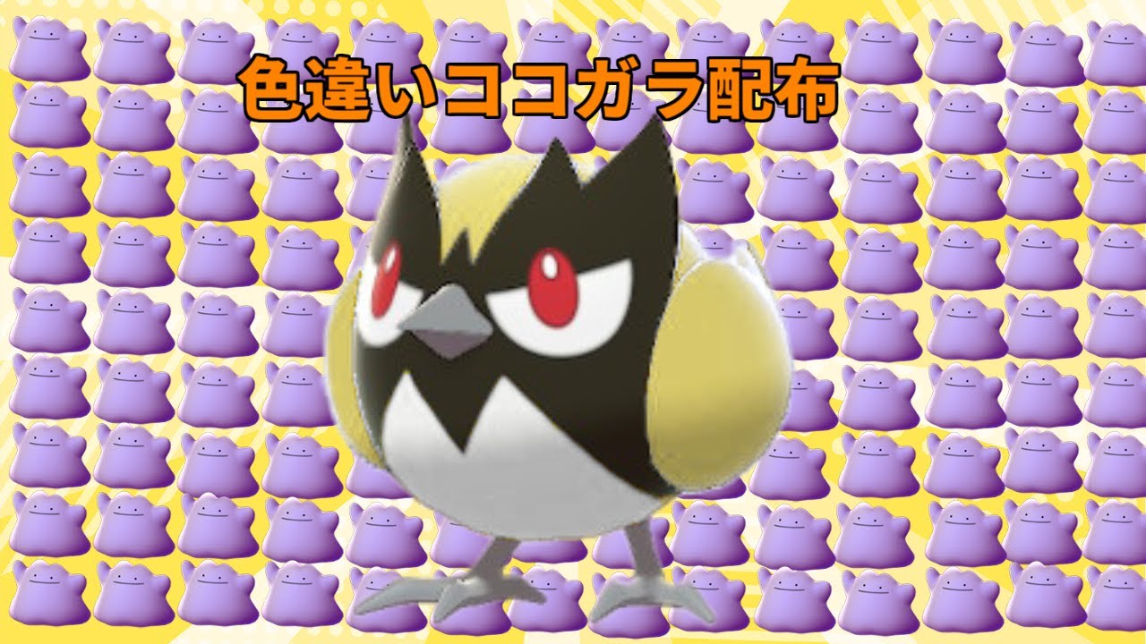【ポケモンスカーレットバイオレット】期間限定　色違い　ココガラ　レイド配布　交換会　毎日24時間　3/3 Pokemon Raid #50